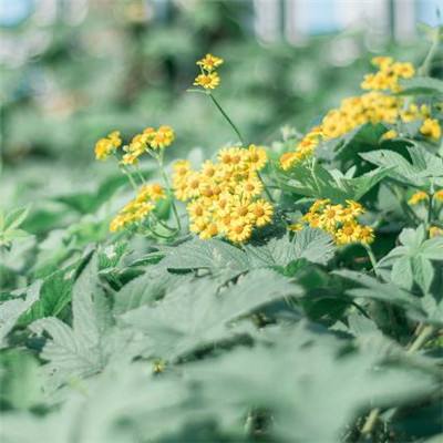 万博亚洲客户端